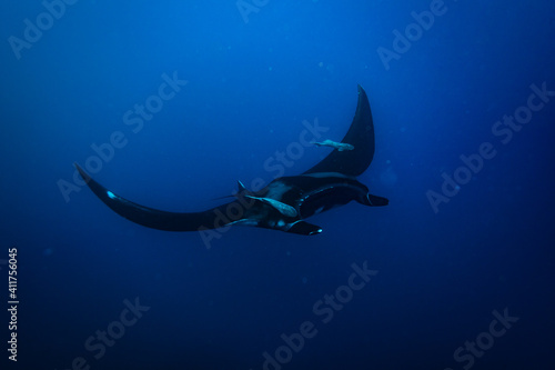 Swimming manta ray photo with two remora fishes attached to the wings deep in the blue