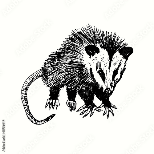 Tableau sur toile Hand drawn Virginia opossum (Didelphis virginiana), commonly known as the North American opossum
