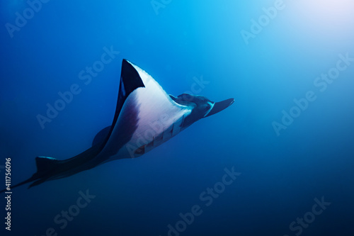Site photo of the beautiful huge big manta ray swim deep underwater