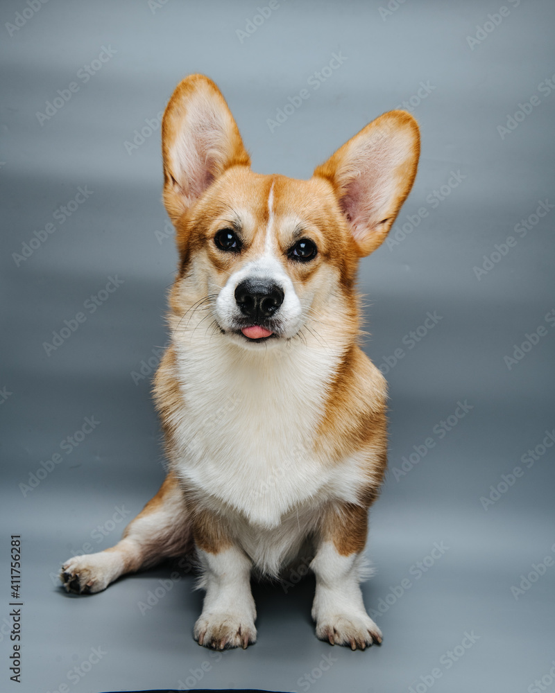 Full length portrait of sitting welsh corgi pembroke dog with tongue at grey background in studio