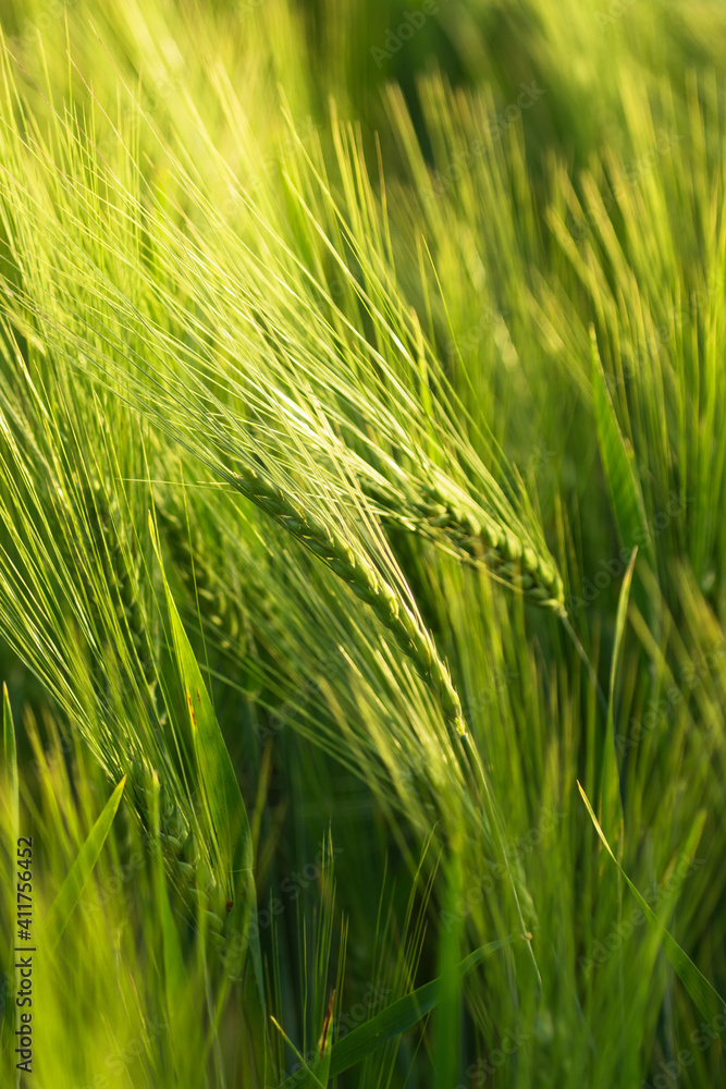 green spikelets of wheat as background green spikelets of wheat as background