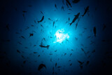 View from below of large fish school swimming through bright sunlight over surface of water