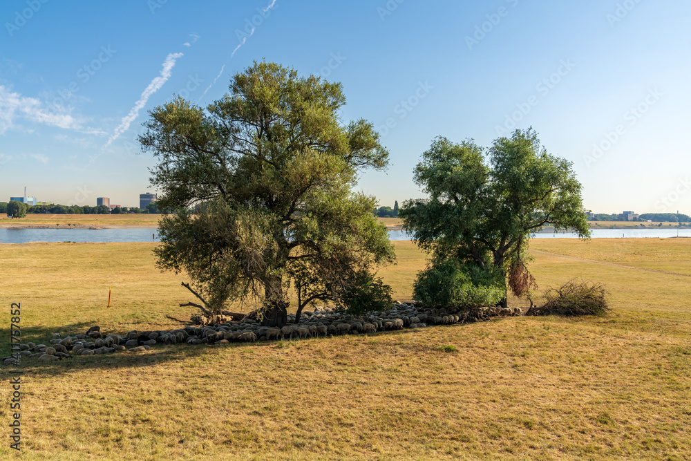 A flock of sheep hiding from the heat in the shadow of some trees, seen at the shore of the River Rhine in Duisburg, North Rhine-Westfalia, Germany