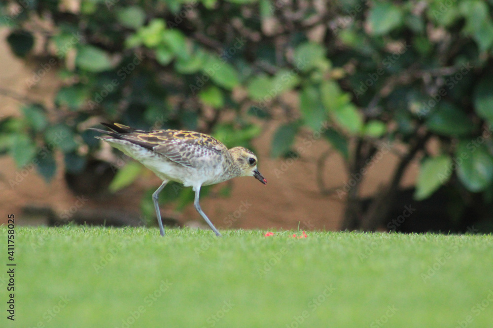 Obraz premium Bird In Hawaii