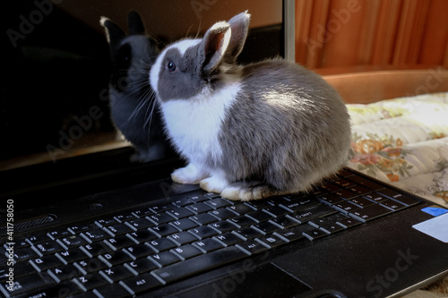 Adorable fluffy white and gray baby bunny playing on black laptop close-up. Cute domestic animal. Animals and technology. Office pet day