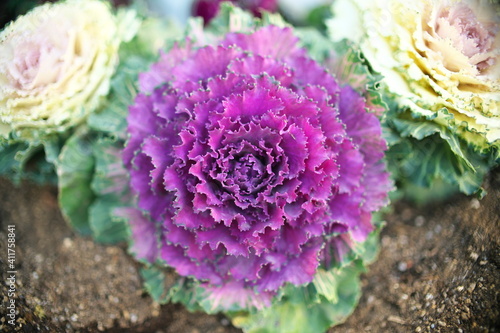 Tokyo,Japan-February 8, 2021: Closeup of isolated purple ornamental cabbage
