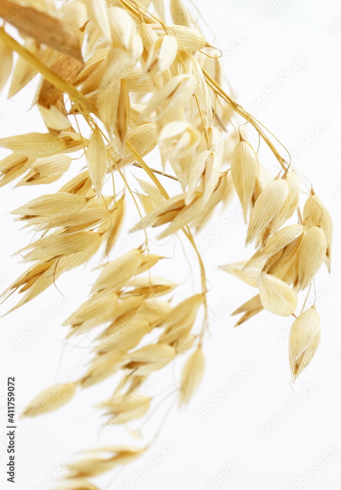 Obraz premium Ears of oats close up texture background. Poster. 