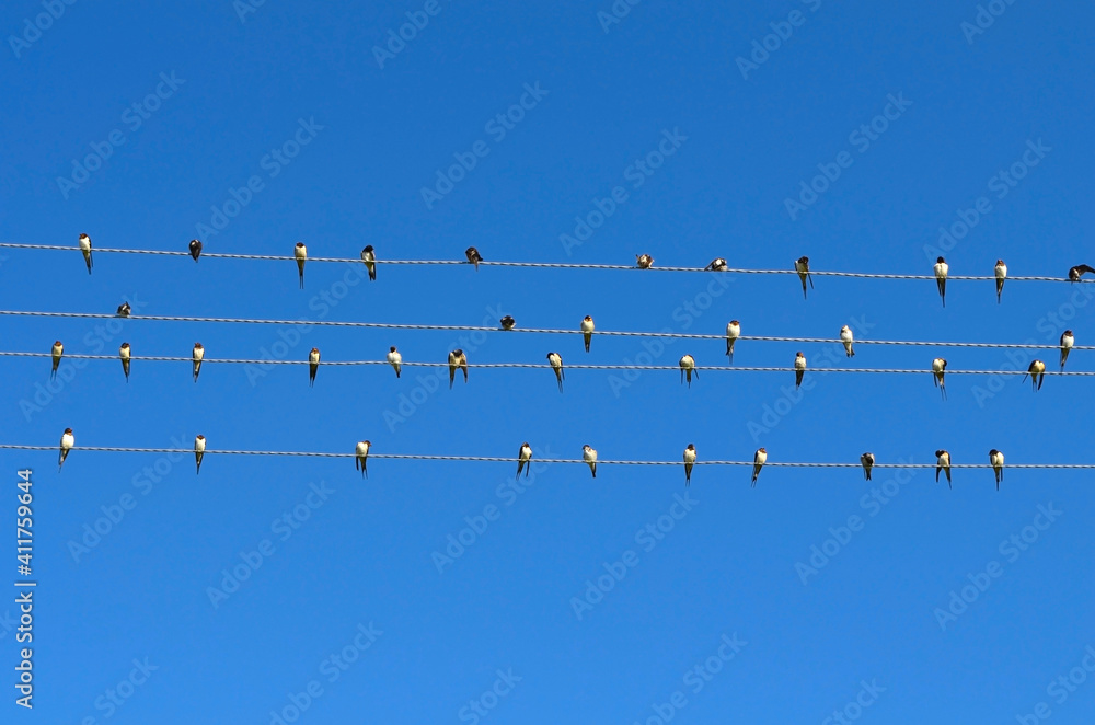 A flock of swallows sits on wires against a blue sky A flock of swallows sits on wires against a blue sky