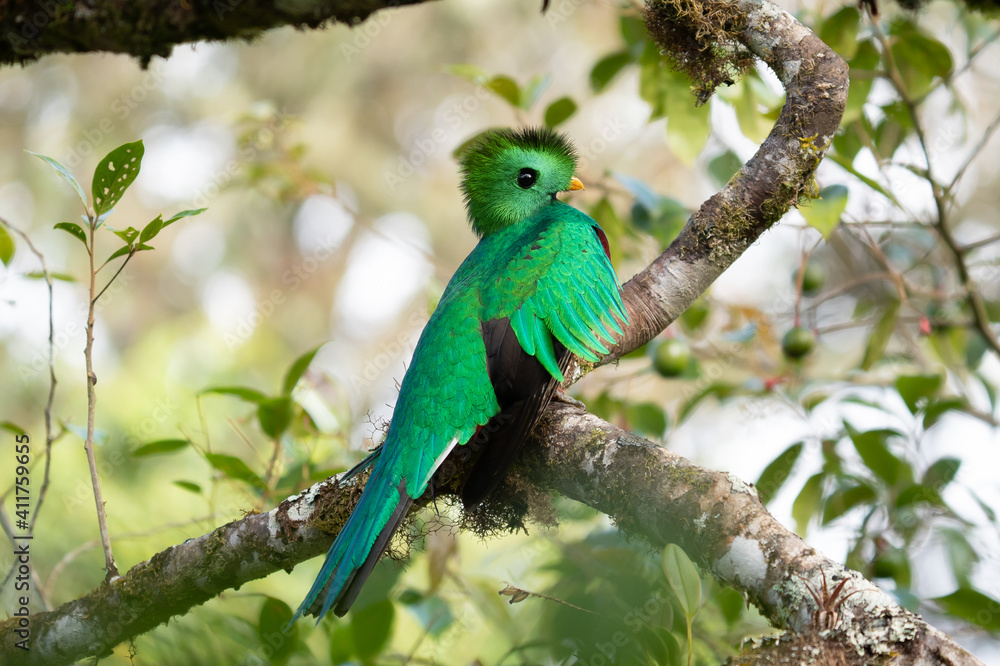 Resplendent Quetzal, Pharomachrus mocinno, Savegre in Costa Rica, with green forest in background. Magnificent sacred green and red bird. Birdwatching in jungle. Resplendent Quetzal, Pharomachrus mocinno, Savegre in Costa Rica, with green forest in background. Magnificent sacred green and red bird. Birdwatching in jungle.