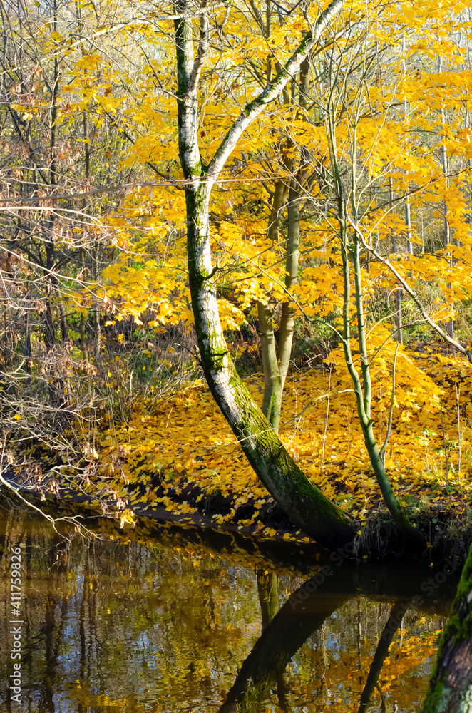 Reflection of an autumn tree in Rzhevsky Park, Saint Petersburg, Russia