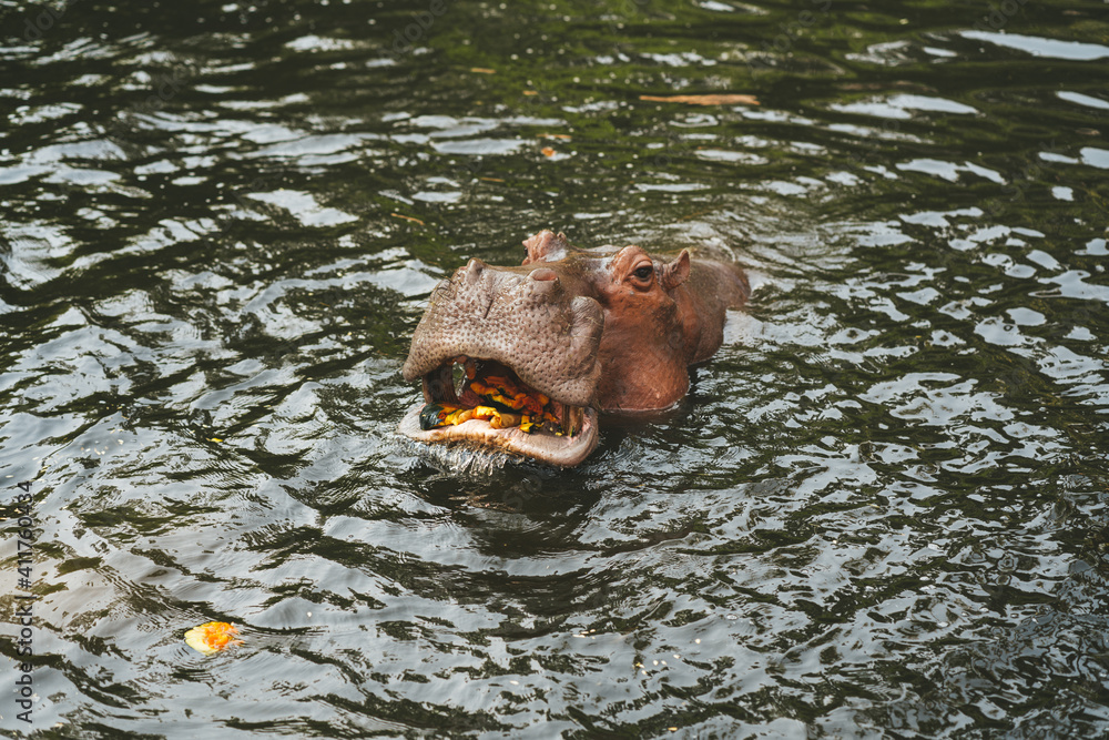 Fototapeta premium Hippo in the Chiang Mai Zoo,