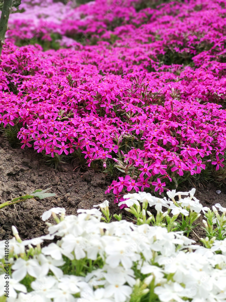 Obraz premium flowers in the garden