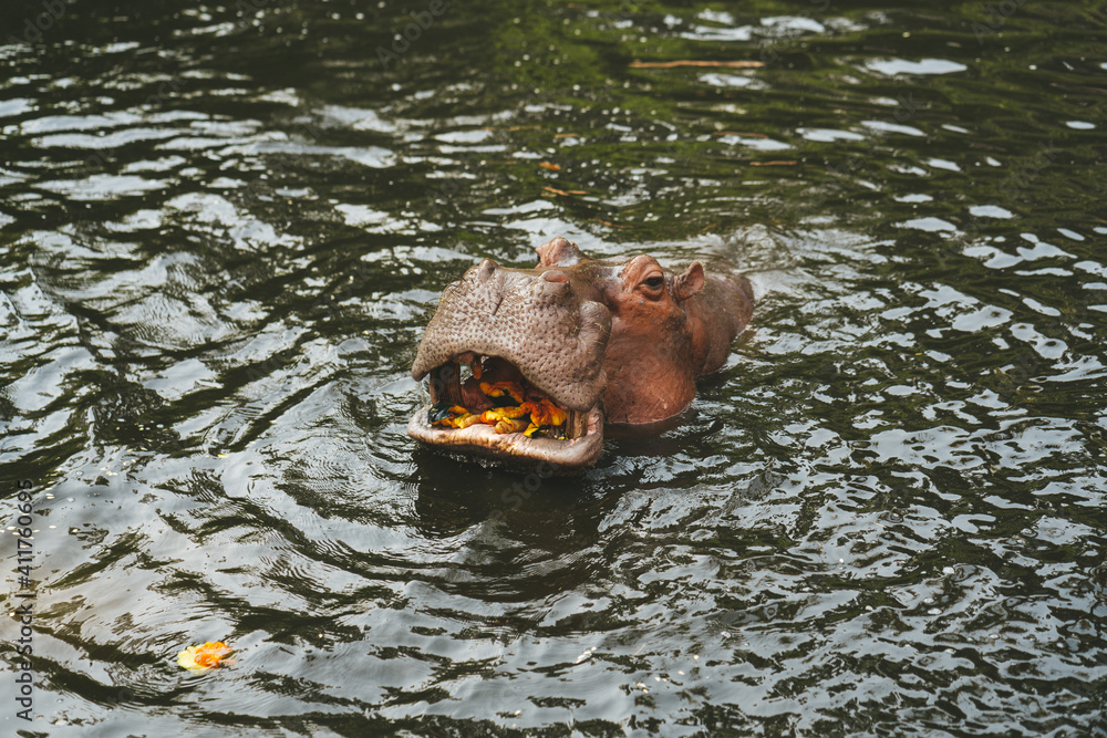 Fototapeta premium Hippo in the Chiang Mai Zoo,