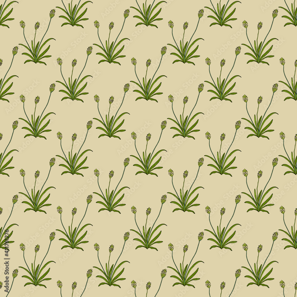 Seamless pattern with blond plantain, medicinal plant Seamless pattern with blond plantain, medicinal plant