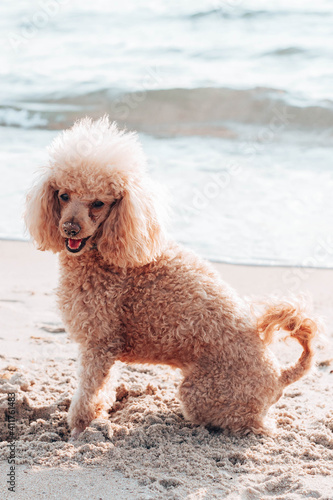 Beautiful beige color poodle dog sits on the beach near the sea. Vacation and travel with pets