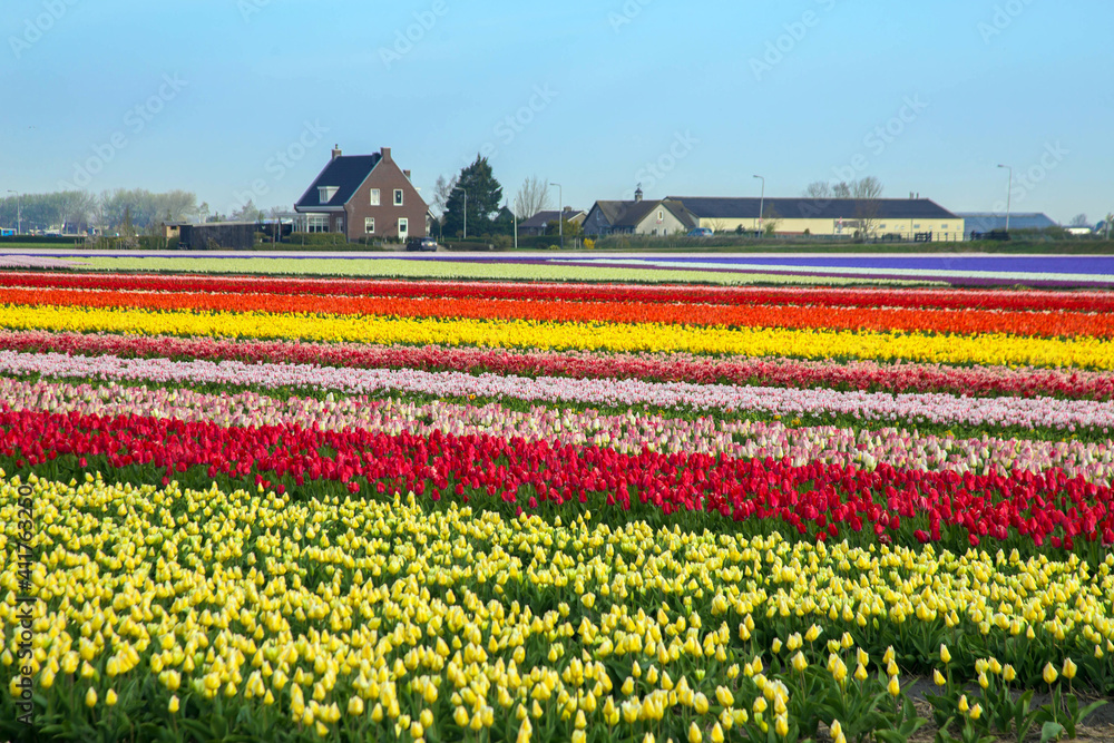 Spring tulip field.