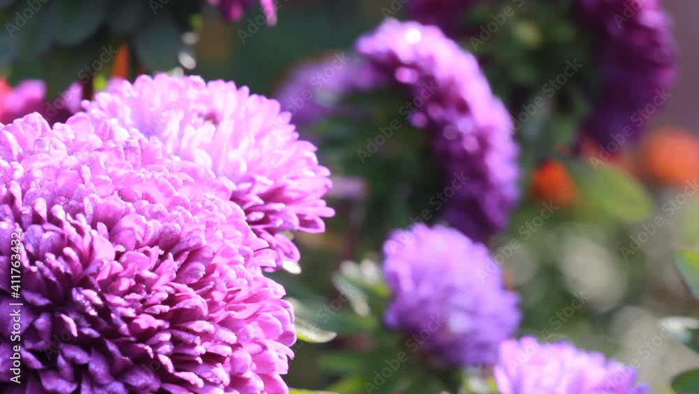 A beautiful purple flower covered with morning dew sways in the wind. Purple flower petals in water drops close-up. Inflorescence of a beautiful garden aster in drops of water and the rays of the sun. A beautiful purple flower covered with morning dew sways in the wind. Purple flower petals in water drops close-up. Inflorescence of a beautiful garden aster in drops of water and the rays of the sun.