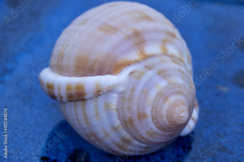 sea ​​shell and golden ratio in nature, abstract photograph produced with macro shooting techniques. © Hatice