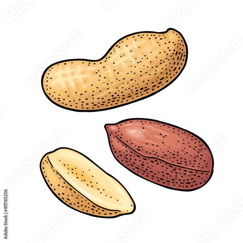 Whole and half peanut seed with and without shell. Vector engraving