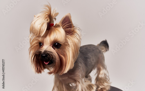 Small purebred corgi dog with pigtails on his head pet beige background