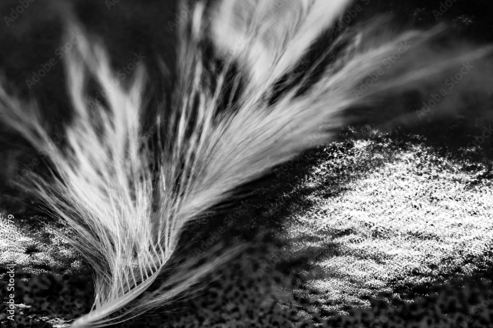 Obraz premium feather in the wind