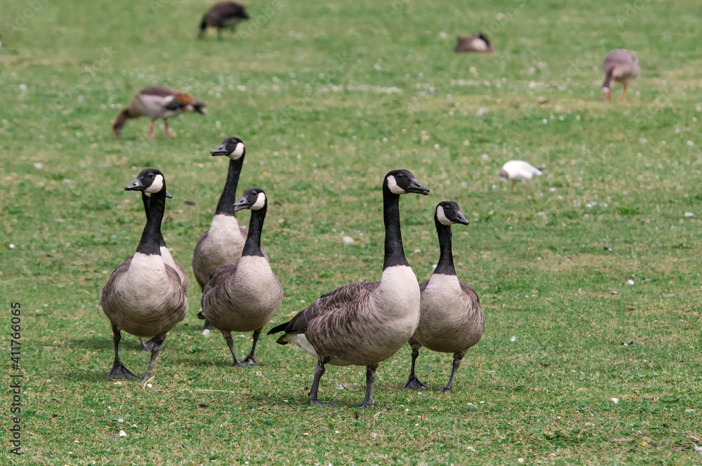 Canada Geese (Branta canadensis) in park, Keil, Schleswig-Holstein, Germany
Canada Geese (Branta canadensis) in park, Keil, Schleswig-Holstein, Germany