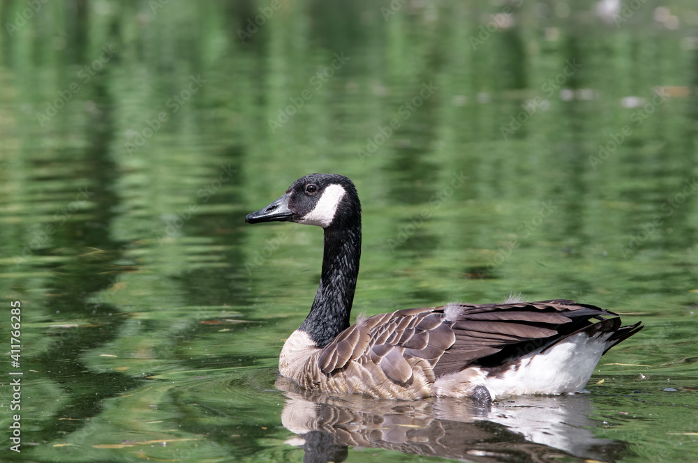 Canada Goose (Branta canadensis) in park, Keil, Schleswig-Holstein, Germany
Canada Goose (Branta canadensis) in park, Keil, Schleswig-Holstein, Germany