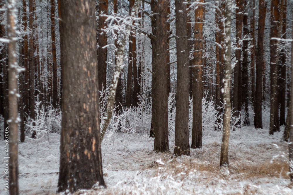 Fototapeta premium snow covered trees