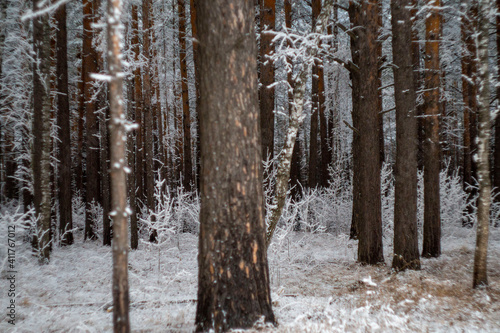 snow covered trees