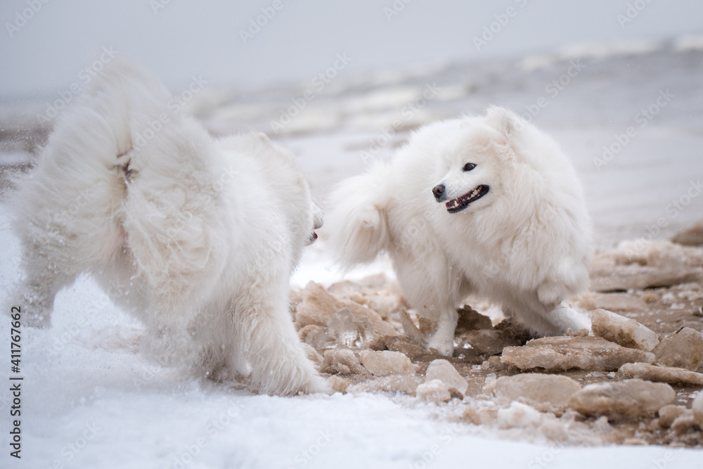 Two Samoyed white dogs are running on snow beach in Latvia