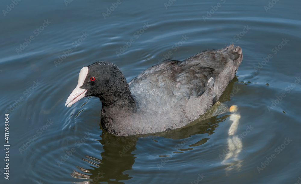 Eurasian Coot (Fulica atra) in park, Hamburg, Germany Eurasian Coot (Fulica atra) in park, Hamburg, Germany