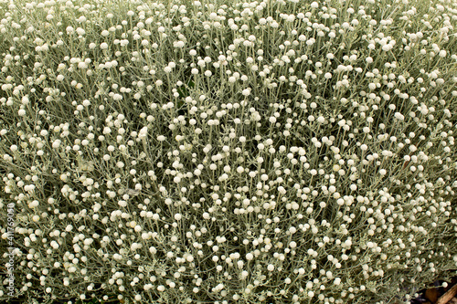 Mass of white flowers blooming on a green plant
