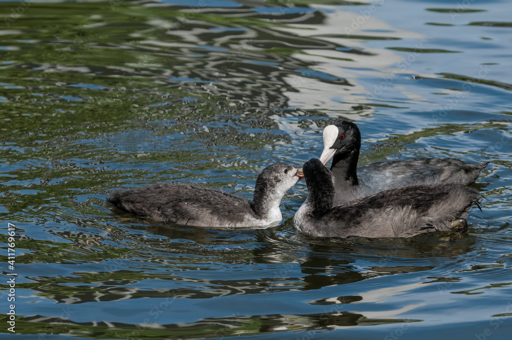 Adult Eurasian Coot (Fulica atra) with chicks in park, Hamburg, Germany
