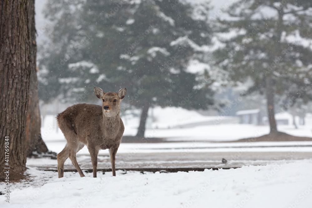 雪が積もった日本の奈良公園n立つ鹿 雪が積もった日本の奈良公園n立つ鹿