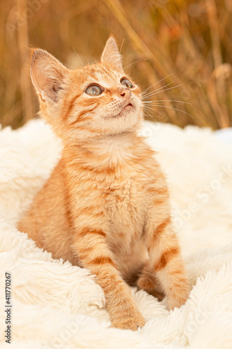 Small brown kitten sits on a white blanket. Cute orange cat looking up