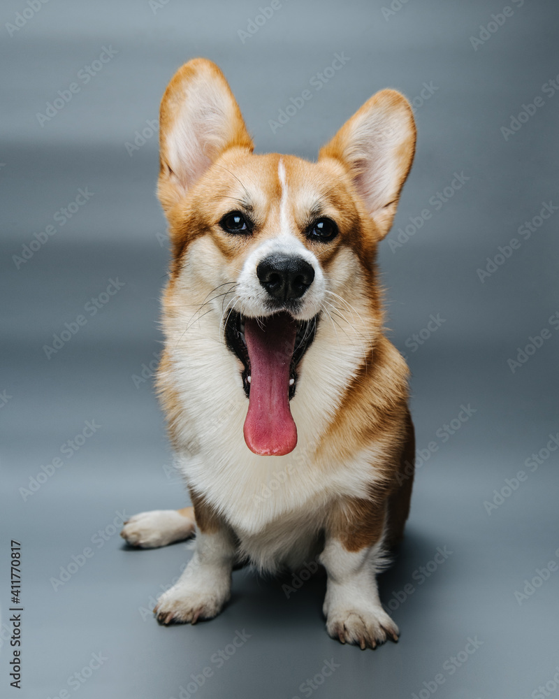 Yawning welsh corgi pembroke dog at grey background in studio Yawning welsh corgi pembroke dog at grey background in studio