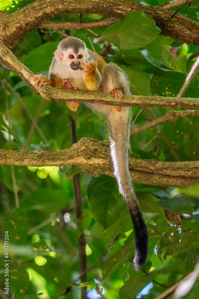 Obraz premium Squirrel monkey, Saimiri oerstedii, sitting on the tree trunk with green leaves, Corcovado NP, Costa Rica. Monkey in the tropic forest vegetation. Wildlife scene from nature. Beautiful cute animal.