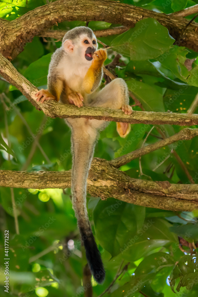 Obraz premium Squirrel monkey, Saimiri oerstedii, sitting on the tree trunk with green leaves, Corcovado NP, Costa Rica. Monkey in the tropic forest vegetation. Wildlife scene from nature. Beautiful cute animal.