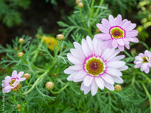A Close-up of a Mexican Aster flowers are blooming in the garden. Nature background with copy space for text