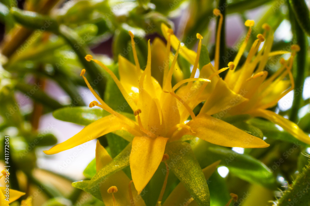 Obraz premium Sedum acre yellow flower better known as gold moss stonecrop, mossy stonecrop, goldmoss sedum, biting stonecrop and wallpepper. Yellow flowers surrounded by green leaves loaded with water.