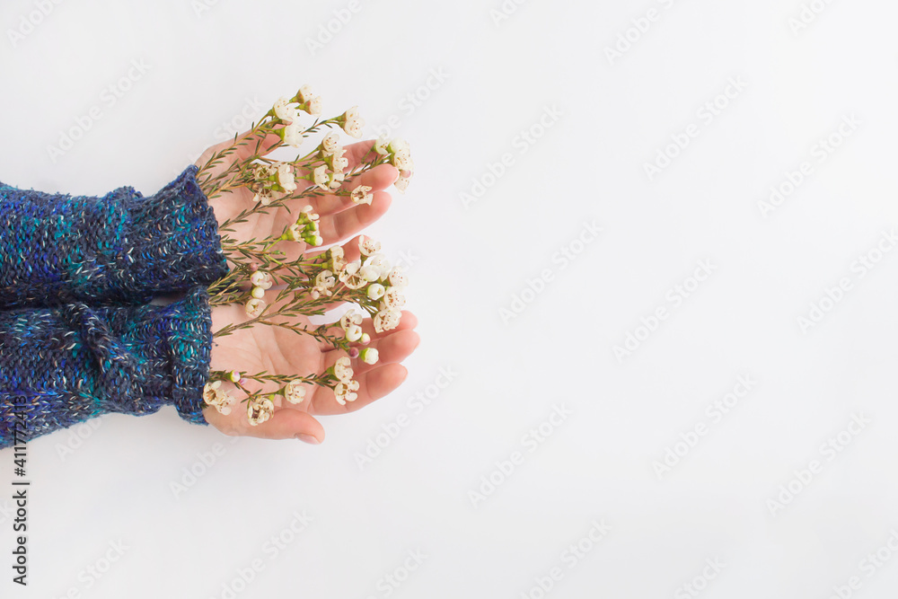 Women's hands in a sweater from under which flowers are on the palms. The concept of the arrival of spring.