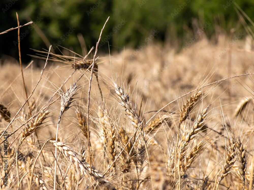 Fototapeta premium ears of wheat on a field