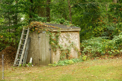 Closeup of an old backyard shed with ivy overgrowth