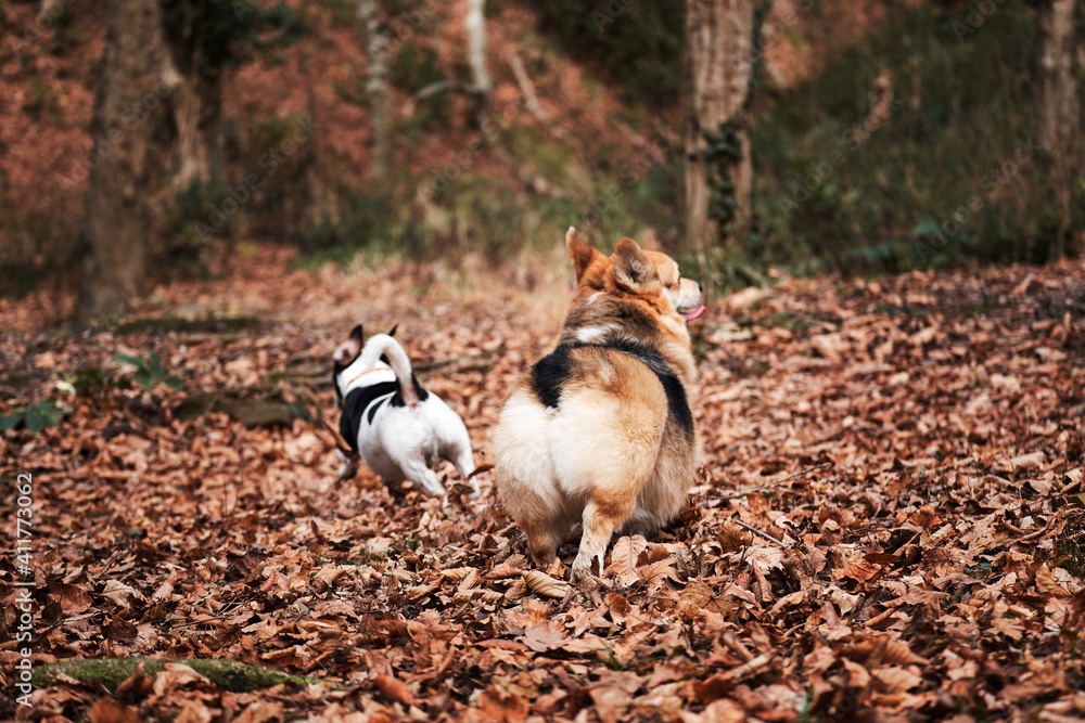 Smooth haired Jack Russell Terrier and Welsh corgi Pembroke tricolor on walk. Two small purebred dogs are walking in autumn forest and enjoying life. Walking with dogs in nature.