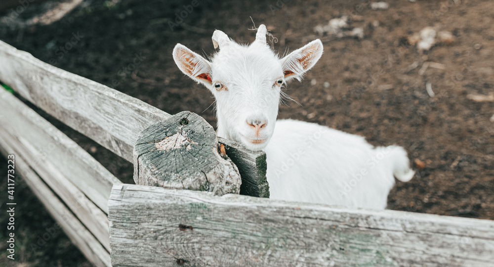 goat on the farm.