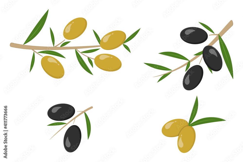 Colored set of black and green olives, branch olives. Vector illustration.