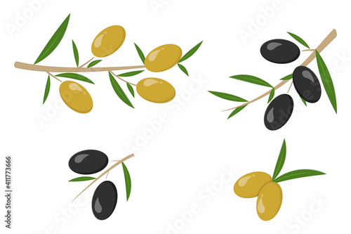 Colored set of black and green olives, branch olives. Vector illustration.