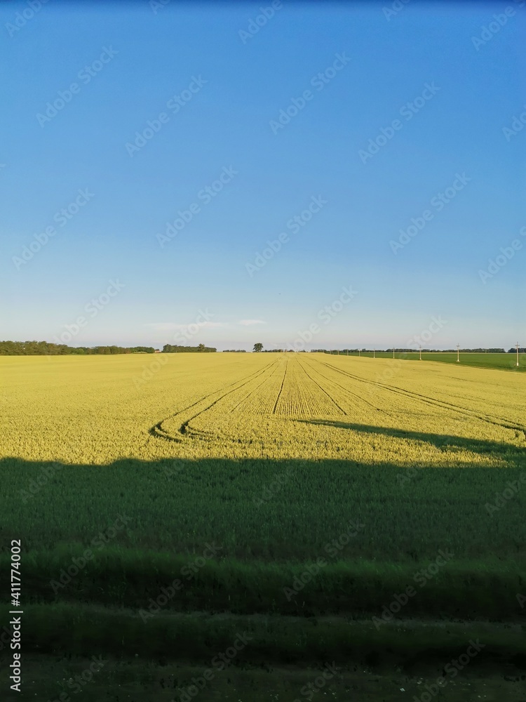 Obraz premium field of corn