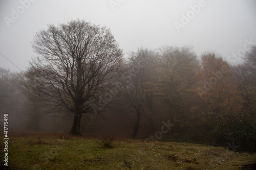 Landscape with beautiful fog in forest on hill or Trail through a mysterious winter forest with autumn leaves on the ground. Road through a winter forest. Magical atmosphere.