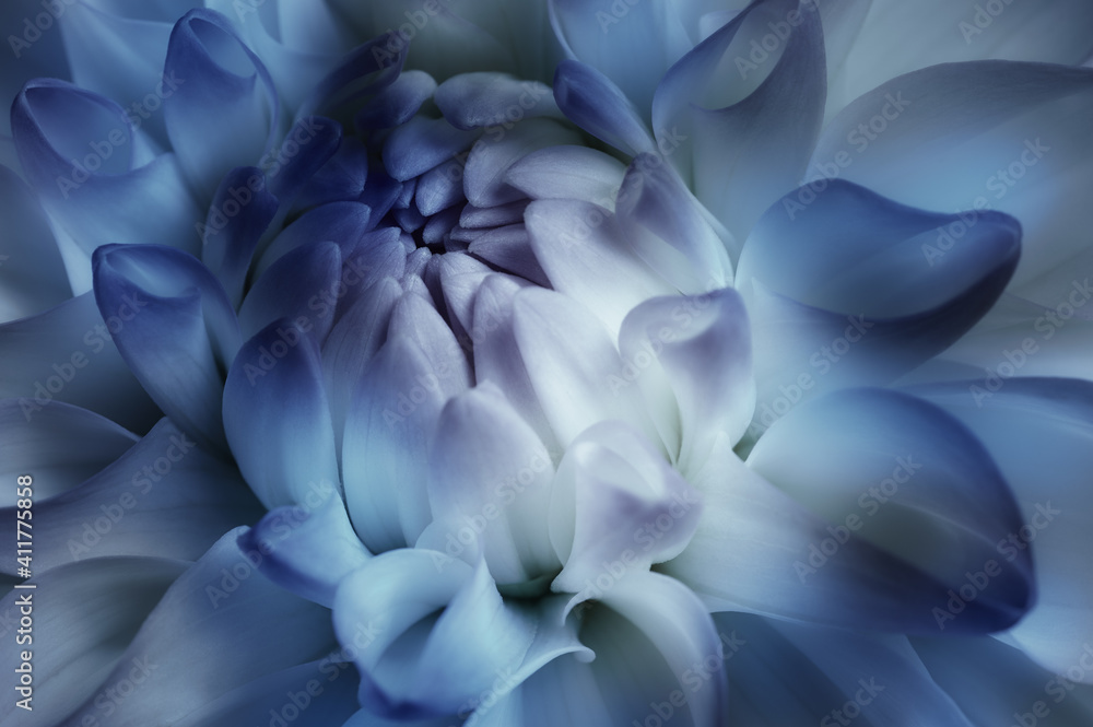 Beautiful flower background with soft dahlia flower in blue tones Beautiful flower background with soft dahlia flower in blue tones